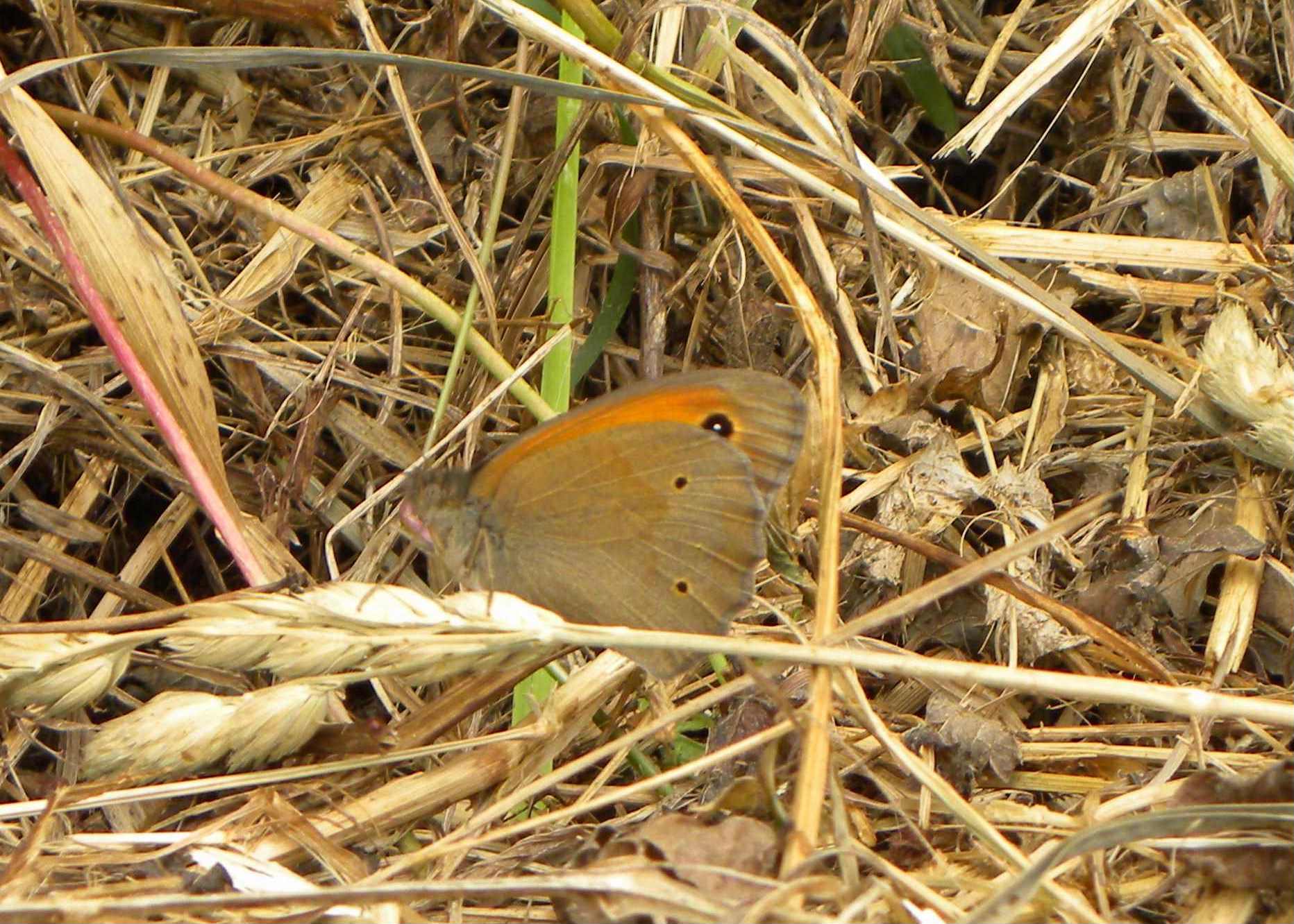 farfalla da identificare